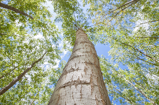 Poplar trunk seen from floor. Poplar biomass production concept