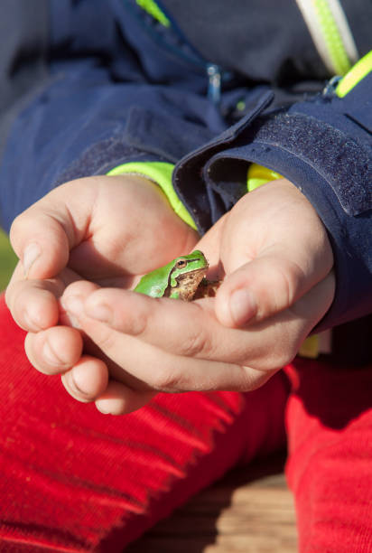 Baby Montevideo tree frog (Boana pulchella) on the tip of a thumb. Photograph taken in Santa Fe, Argentina.