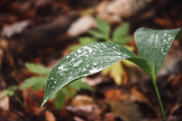 A close-up of vibrant green leaves covered in dewdrops, showcasing nature's freshness in a lush garden setting. Perfect for themes of tranquility, growth, and natural beauty.