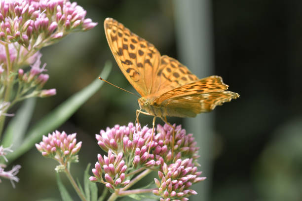 closeup or macro of a butterfly on a pink flower - blue silk morpho butterfly fotografías e imágenes de stock