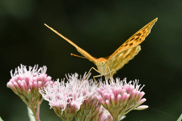 closeup or macro of a butterfly on a pink flower - blue silk morpho butterfly fotografías e imágenes de stock