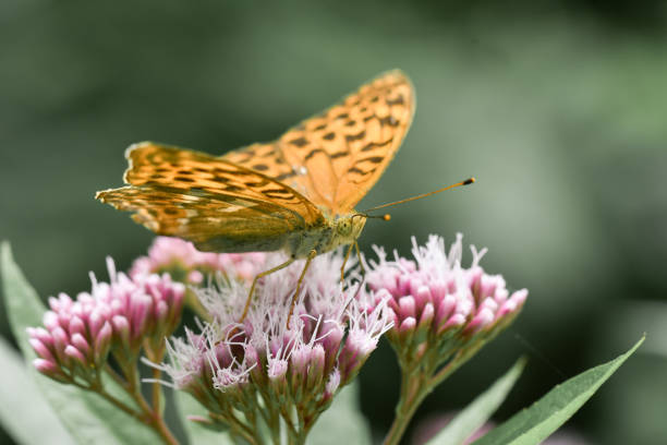 primer plano o macro de una mariposa en una flor rosa - blue silk morpho butterfly fotografías e imágenes de stock