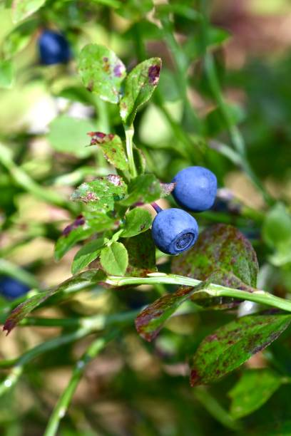 istock Closeup macro of blueberries in forest or woods 2069058575