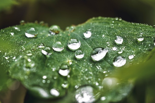 raindrops on the green plant leaf in rainy days