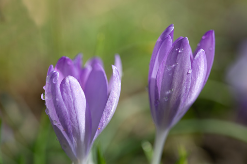 Close-up of two flowers of the purple crocus, which are still half closed. There are small drops on the buds. In the background, the sun shines against a green meadow.