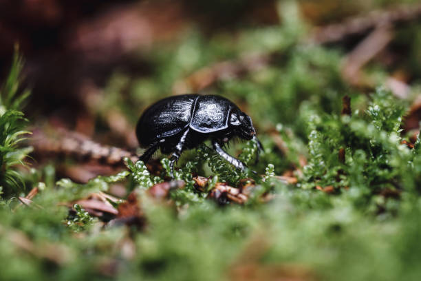 Closeup or macro of a beetle or insect outdoors in the forest or woods in moss