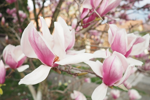 Magnolia is a large genus of flowering plant species in subfamily Magnolioideae of the family Magnoliaceae. Beautiful blooming pink white flowers and buds of magnolia. Magnolia soulangeana in garden.
