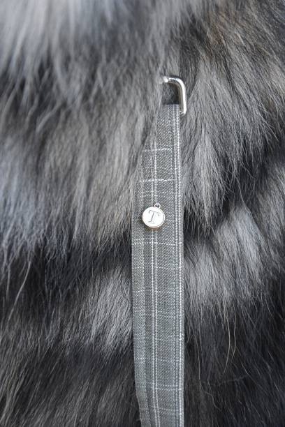 istock Closeup or macro of a leash on a fluffy dog 2069090646