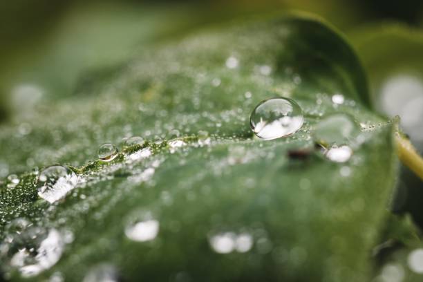 istock Close up or macro of water drops on green leaf 2069094840