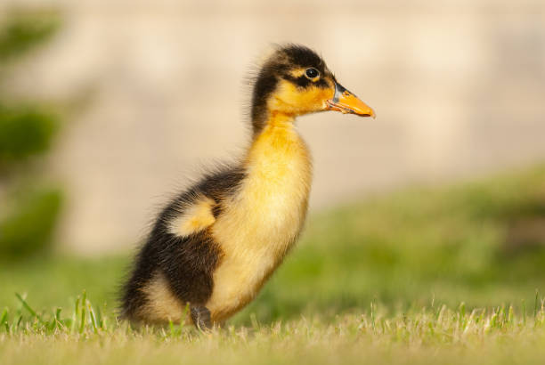 istock Close-up of a black coloured duckling. 2069102661