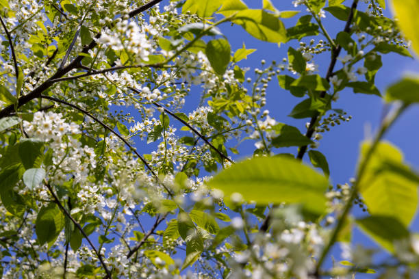 Branch with white flowers against blue sky, floral background