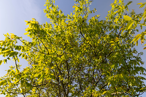 the first beautiful walnut foliage in close-up against a blue sky background, yellow-green walnut foliage in a fruit garden