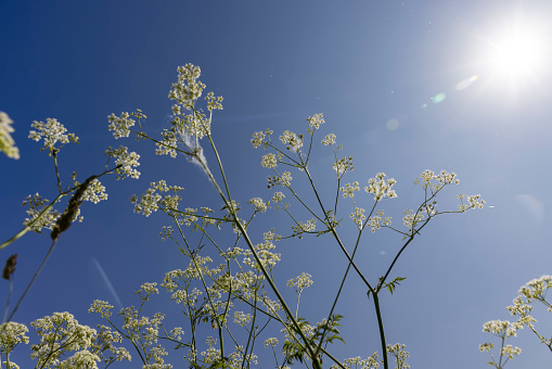 white flowers white blooming weed flowers on a blue sky background, white flowers in summer on a blue sky background