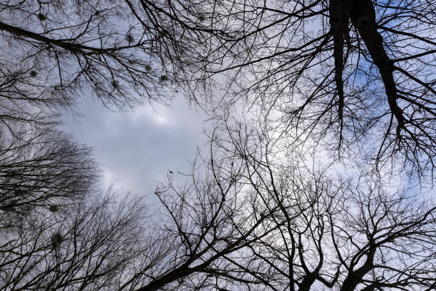 cloudy weather in windy weather in the winter forest, maple trees without foliage in the winter season in the forest