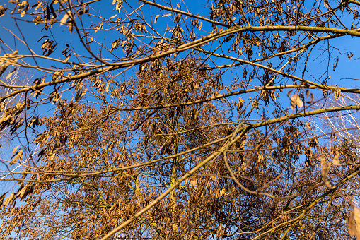 seeds hang on acacia branches in February, an acacia tree with seeds in pods in sunny weather