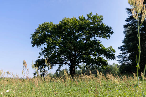 istock old beautiful oak on a sunny summer day 2069126613