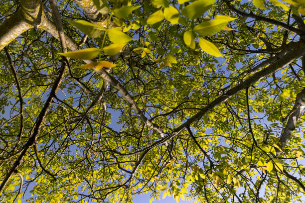 the first beautiful walnut foliage in close-up against a blue sky background, yellow-green walnut foliage in a fruit garden