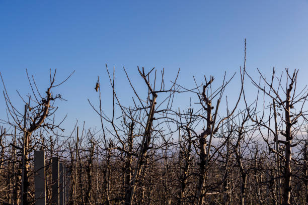 apple orchard with trees during thaw and ice melting - apple tree branch ストックフォトと画像