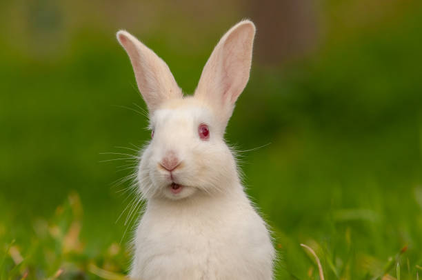 Rabbits White Rabbit Hutch - Free photo on Pixabay