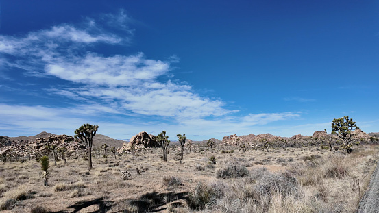 Distant views of Joshua Trees and boulders on desert, Joshua Tree National Park
