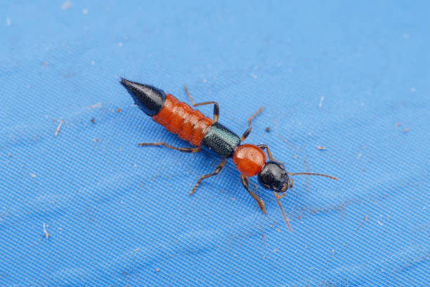 escarabajo rove litoral (paederus littoralis) sentado en una pared azul de una piscina de plástico - asnillo fotografías e imágenes de stock