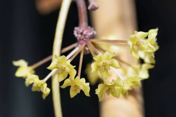 Photo of Hoya aff. merrillii waxplant yellow flowers closeup