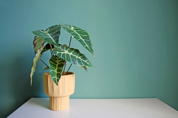 istock Artificial home plant in yellow ceramic pot on a white table. 2069149093