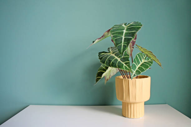 istock Artificial home plant in yellow ceramic pot on a white table. 2069149613