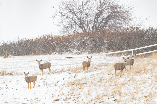 Mule deer in snowy hillside scene in Montana in western USA of North America.