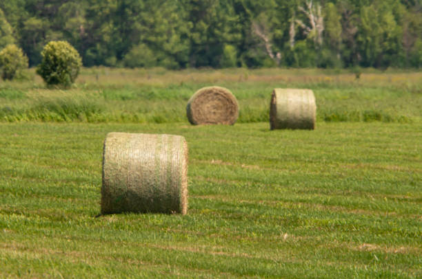 Grass and wheat rolls left in a field after harvesting grain crops. Harvesting straw and hay for feeding farm animals, cows, horses and sheep. Harvest season finished. Round bales of hay.