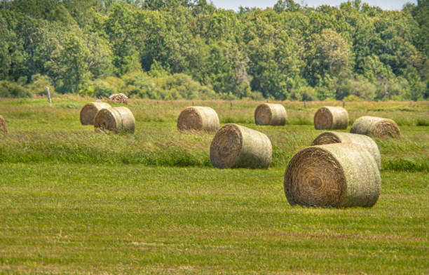 istock Haystack in the field at sunny summer hot day. Hay bale from dry grass in rolls. Haystack for food and feeding farm animals. Wheat field after harvest silage season. Agriculture and farming concept. 2069165272