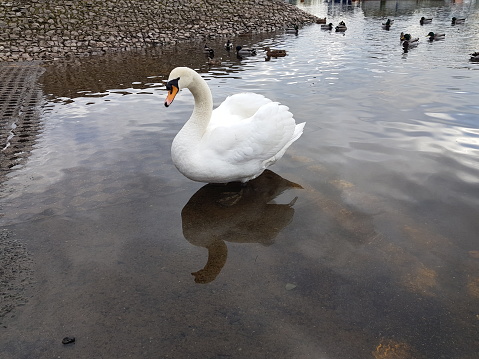 A mute swan is standing on a slipway at a river, Balloch, Loch Lomond, Glasgow Scotland England