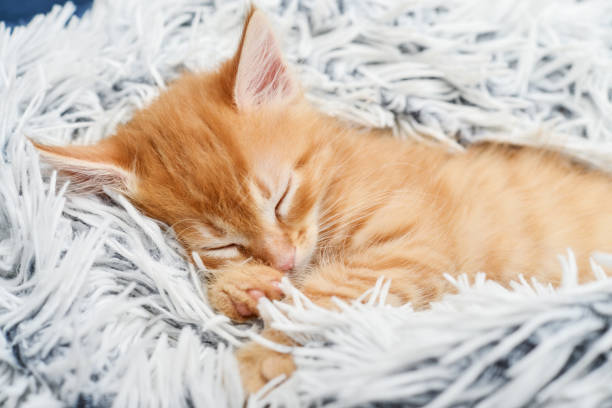 istock Cute little ginger kitten sleeps 2069183964