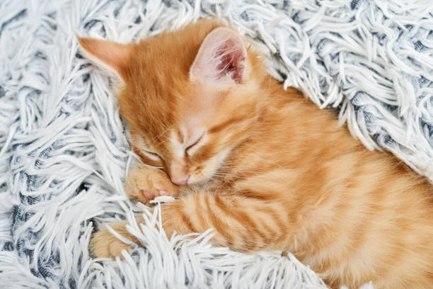 istock Cute little ginger kitten sleeps 2069183980