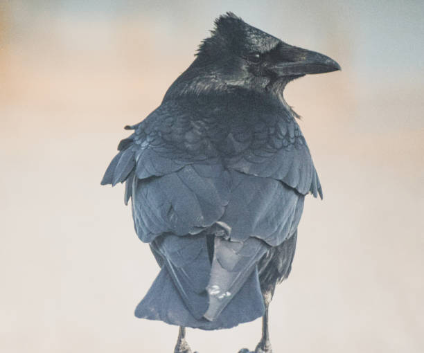 istock Portrait of a Crow 2069186079