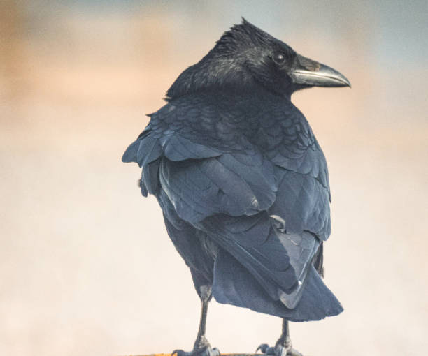 istock Close-up of a Crow on the Beach 2069186590