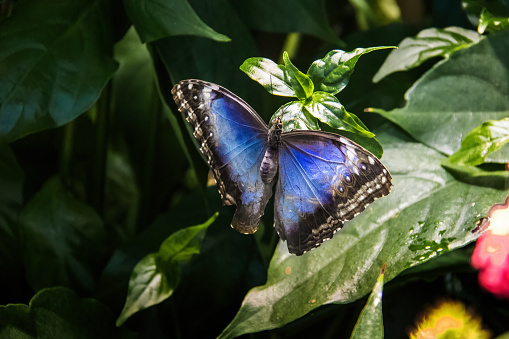 Peleides Blue Morpho butterfly (Morpho peleides)