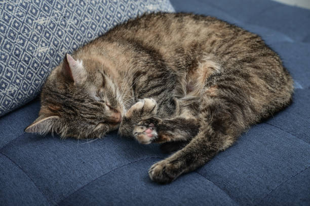 istock Beautiful domestic cat sleeping 2069203258