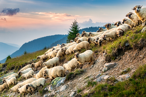 Flock of sheep descend slopes in the Carpathian mountains, Romania, at sunset