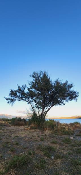 istock Photos  of  trees 2069221475