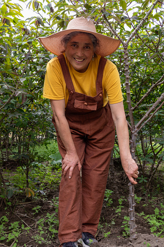 Middle-aged woman dressed as a farmer harvesting yucca in a tropical climate. She is wearing a sleeveless yellow shirt and brown overalls, along with a straw hat for the sun