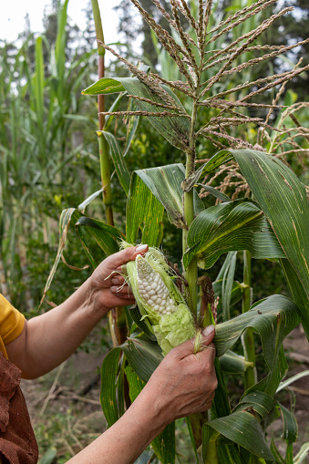Unrecognizable person harvesting corn in a small backyard garden on a hot summer day. Tender corn harvested from the plant