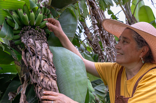 Middle-aged Latina woman harvesting a bunch of plantains or bananas in her banana plantation or organic garden. She is dressed in a straw sun hat and a yellow shirt, in a mid-body portrait