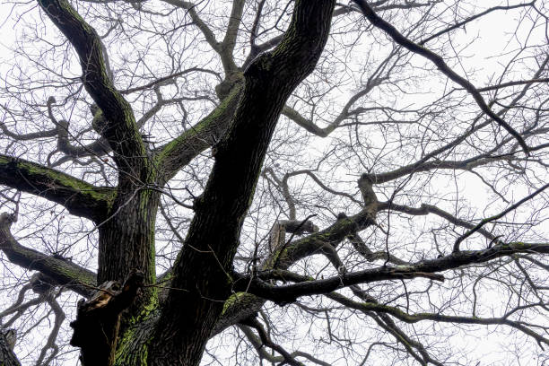 Trunk and branches of a tree covered with moss without leaves against a gray sky.