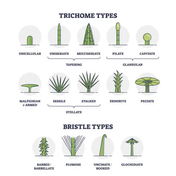 Vector illustration of Trichome and bristle types comparison and division groups outline diagram