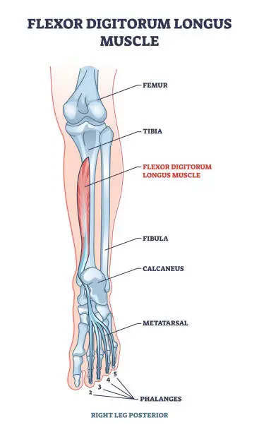Vector illustration of Flexor digitorum longus muscle with human leg and foot bones outline diagram