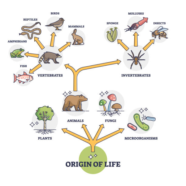illustrations, cliparts, dessins animés et icônes de origine de la vie et évolution de la faune depuis le début de l’espèce - évolution de lespèce