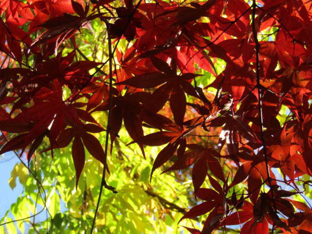 istock Japan. December. Gold Autumn. Maple leaves. 2069254926