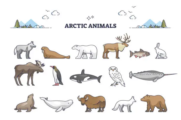 Vector illustration of Arctic animals collection with cold north environment wildlife outline set