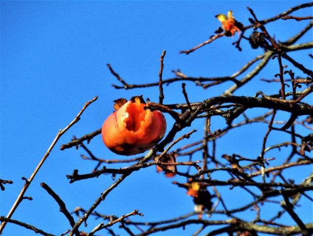 Silhouette tree in blue sky